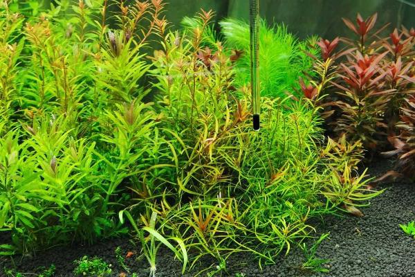 养殖水兰水草的方法，平时要提供充足的散射光