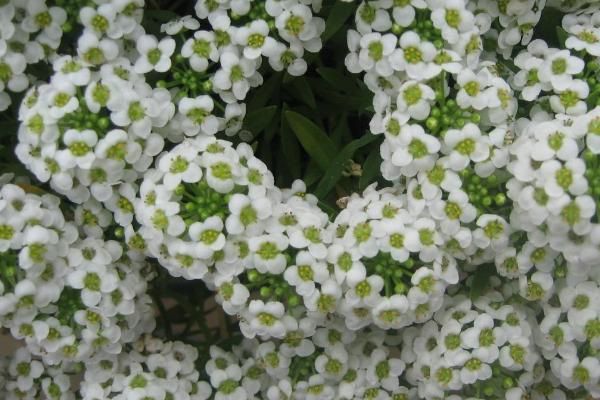 怎么养殖香雪球，夏季要避免阳光直射
