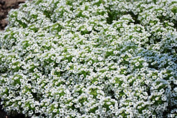 怎么养殖香雪球，夏季要避免阳光直射