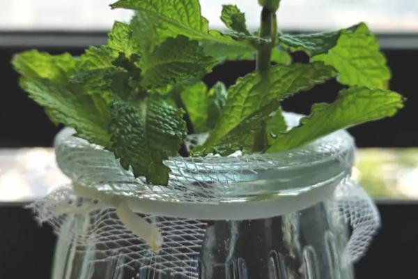 水培薄荷的养殖方法，水培时间选择春、夏季