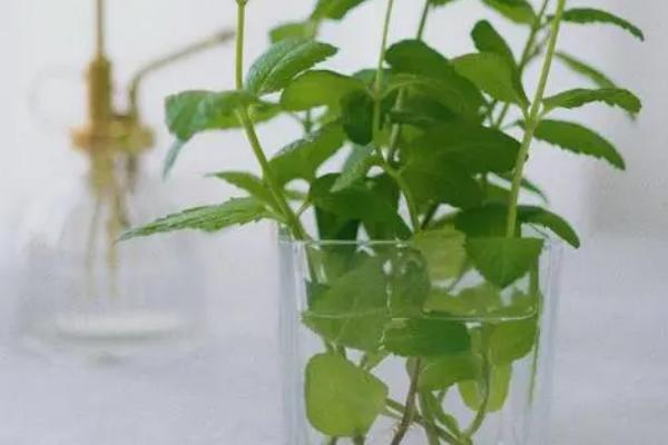 水培薄荷的养殖方法，水培时间选择春、夏季