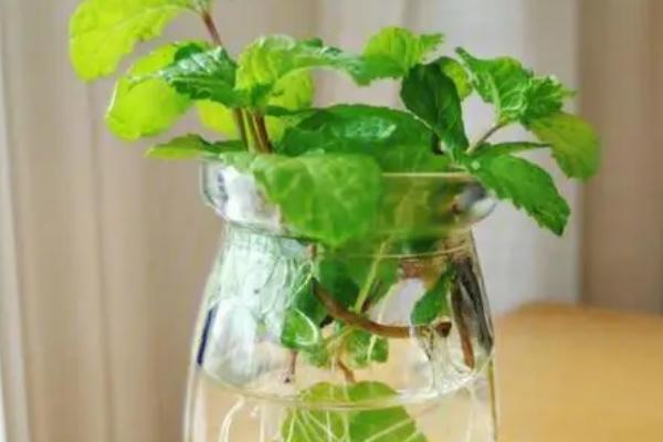 水培薄荷的养殖方法，水培时间选择春、夏季