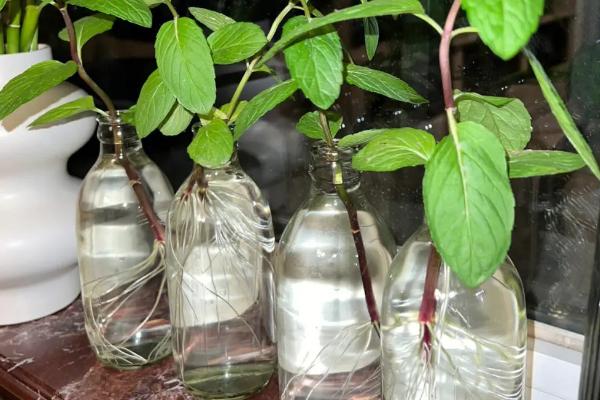 水培薄荷的养殖方法，水培时间选择春、夏季