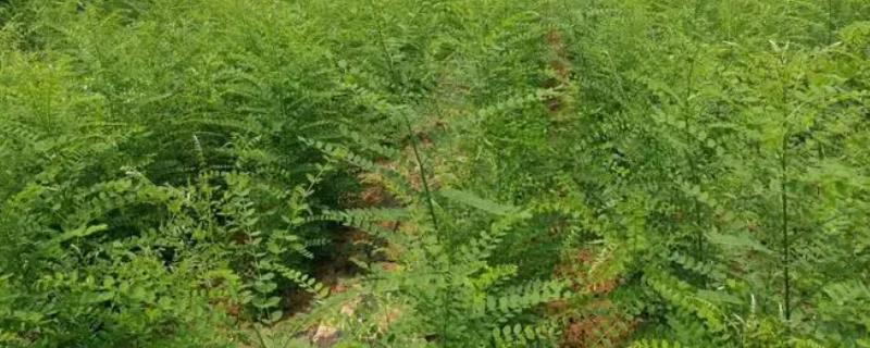槐树的种植时间