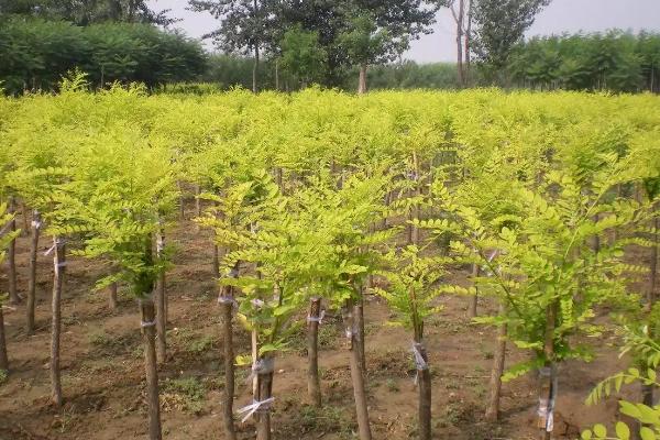 槐树的种植时间，适期为每年3-5月份