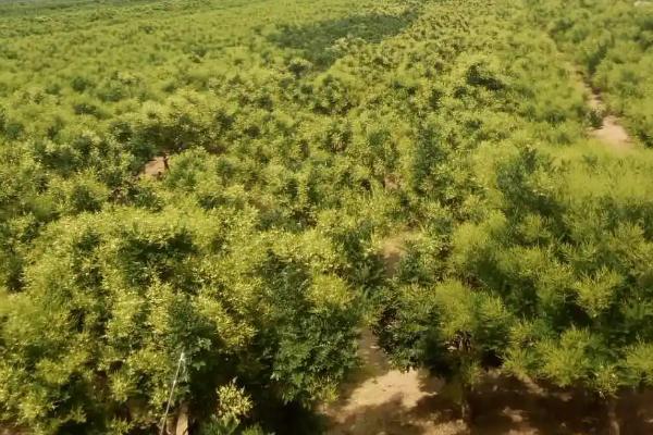 槐树的种植时间，适期为每年3-5月份