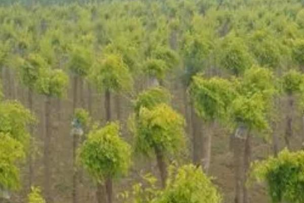 槐树的种植时间，适期为每年3-5月份