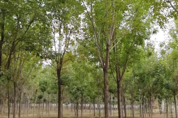 槐树的种植时间，适期为每年3-5月份