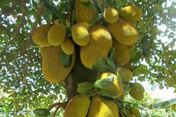 菠萝蜜圈枝培育法，5-6月圈枝为宜