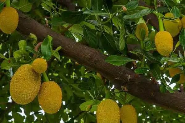 菠萝蜜圈枝培育法，5-6月圈枝为宜