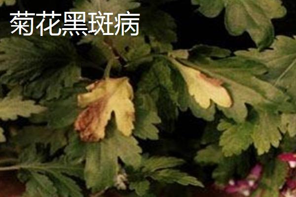 菊花的主要病害，包括菊花黑斑病、菊花锈病等种类