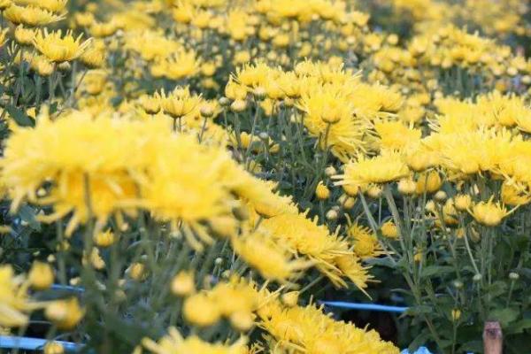 菊花的主要病害，包括菊花黑斑病、菊花锈病等种类