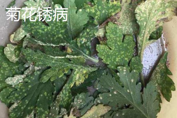 菊花的主要病害，包括菊花黑斑病、菊花锈病等种类