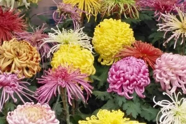 菊花的主要病害，包括菊花黑斑病、菊花锈病等种类