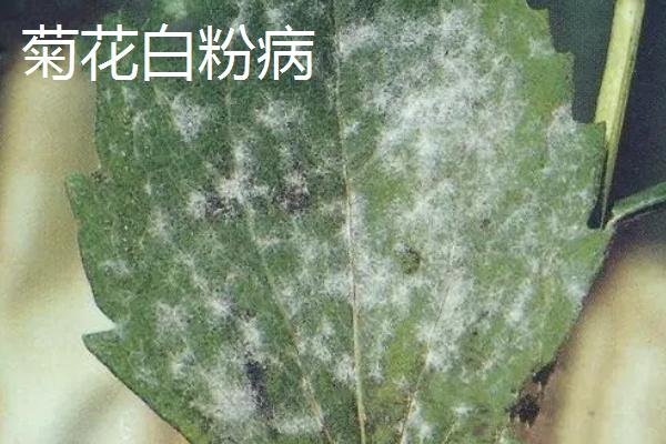 菊花的主要病害，包括菊花黑斑病、菊花锈病等种类