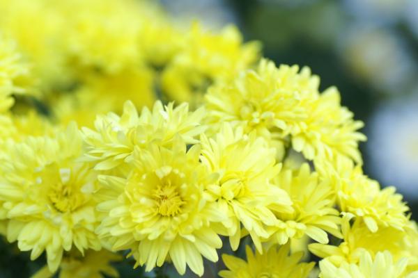 菊花的主要病害，包括菊花黑斑病、菊花锈病等种类