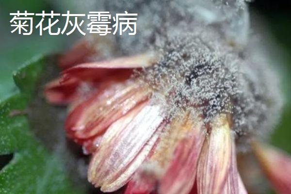 菊花的主要病害，包括菊花黑斑病、菊花锈病等种类