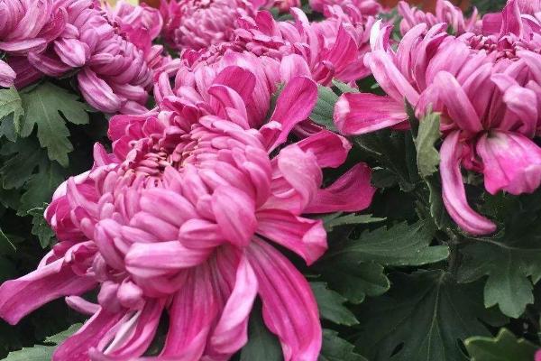 菊花的主要病害，包括菊花黑斑病、菊花锈病等种类