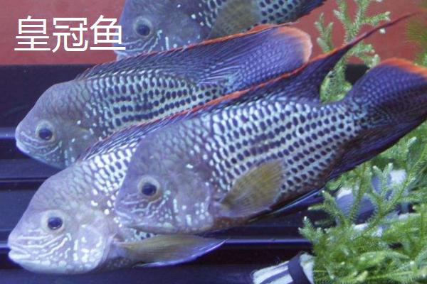 皇冠鱼和十间鱼的性情对比，二者皆为凶猛鱼类、争斗时难以分出胜负