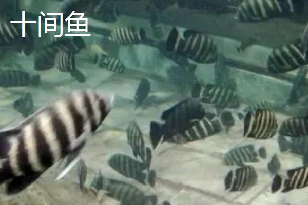 皇冠鱼和十间鱼的性情对比，二者皆为凶猛鱼类、争斗时难以分出胜负
