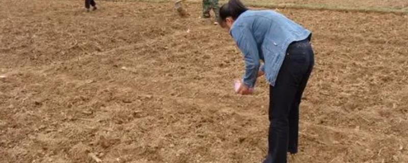 种油菜用什么土
