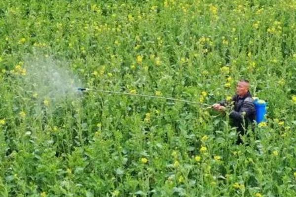 种油菜用什么土，偏酸性的土壤为佳