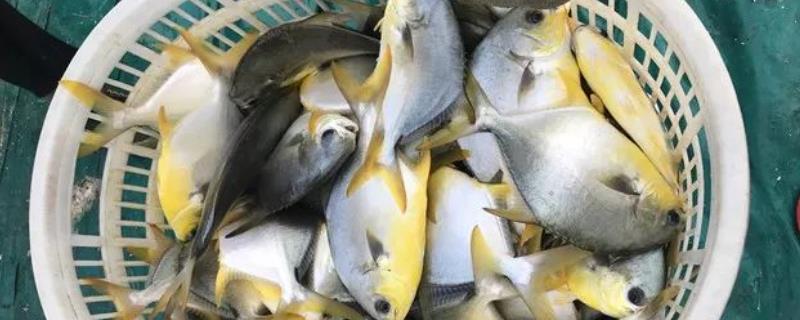 金鲳鱼有鱼鳞吗