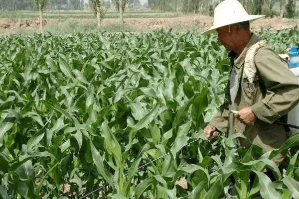 玉米几叶能用芸苔素，10-12片叶时可以使用