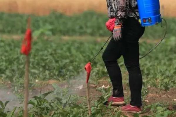 四聚乙醛防治什么效果好，防治软体动物害虫效果好