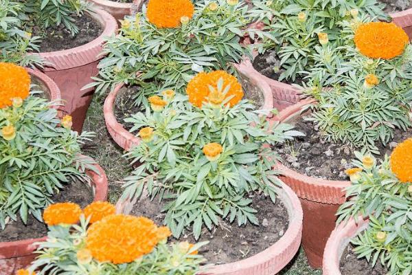 反季节栽培万寿菊的方法，上盆后要将温室内的温度保持在8-22℃左右
