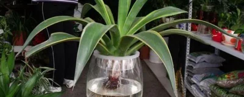 龙舌兰能水培吗