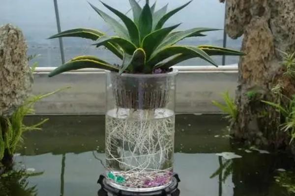 龙舌兰能水培吗，可以水培但需把营养比例配备好