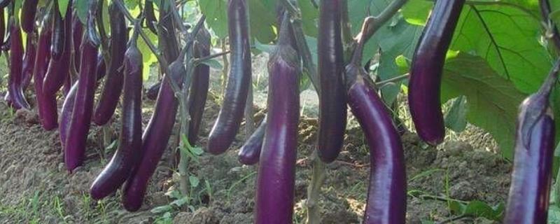茄子萼裂果怎么避免
