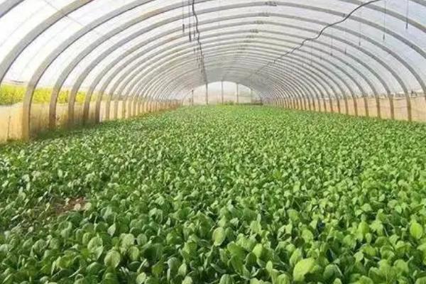 冬天蔬菜大棚怎么加温，可采取多层覆盖的方式
