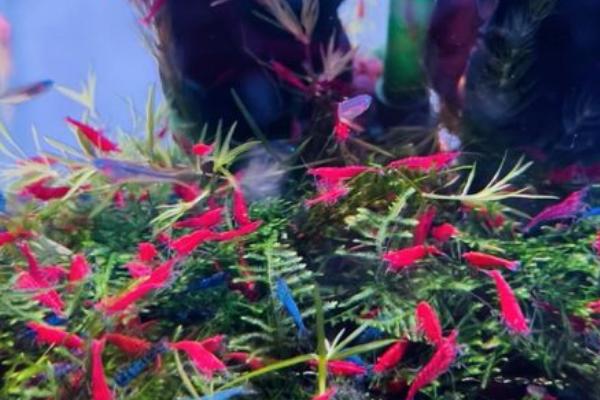怎么养火焰虾，适合水温是20-26℃