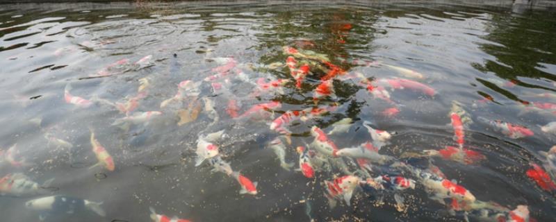 冬天锦鲤的喂食方法