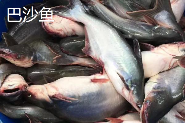 鳕鱼和巴沙鱼的区别，鳕鱼属于鳕形目、巴沙鱼属于鲶形目