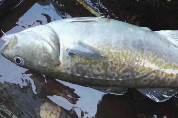 鳕鱼和巴沙鱼的区别，鳕鱼属于鳕形目、巴沙鱼属于鲶形目