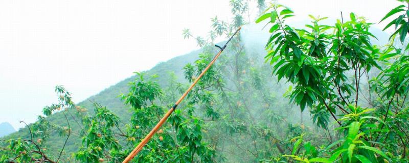 呋虫胺可以和哪些药复配