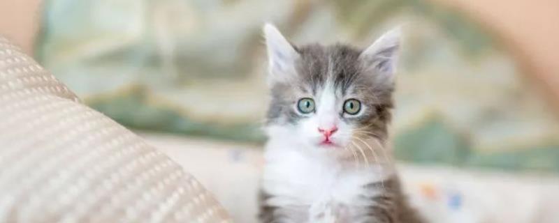 猫癣药浴几天洗一次
