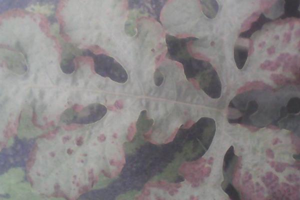 西瓜细菌性角斑病有何发生规律，病菌可在土壤中越冬、翌年再次侵染为害