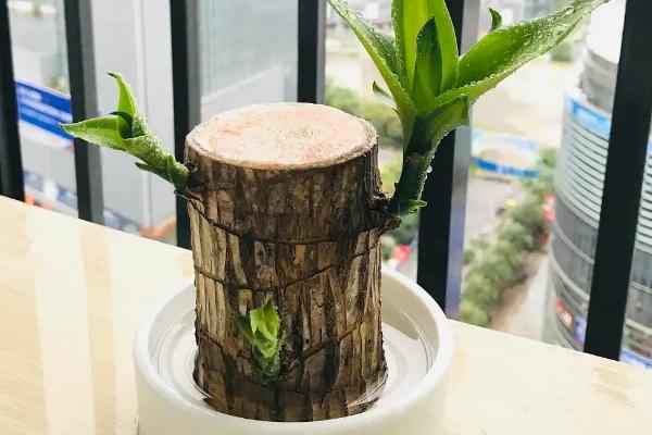 巴西木如何换土，要考虑到土的通气性