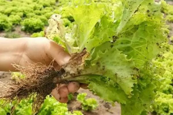生菜留根能否生长，保留完整的根部可重新长出叶片