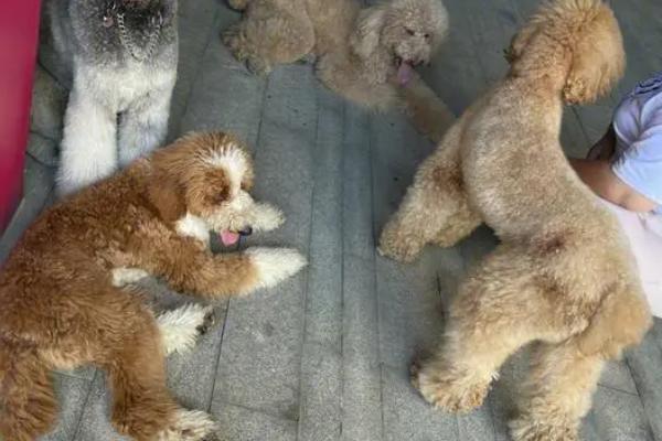 养巨贵的注意事项，注意室内饲养