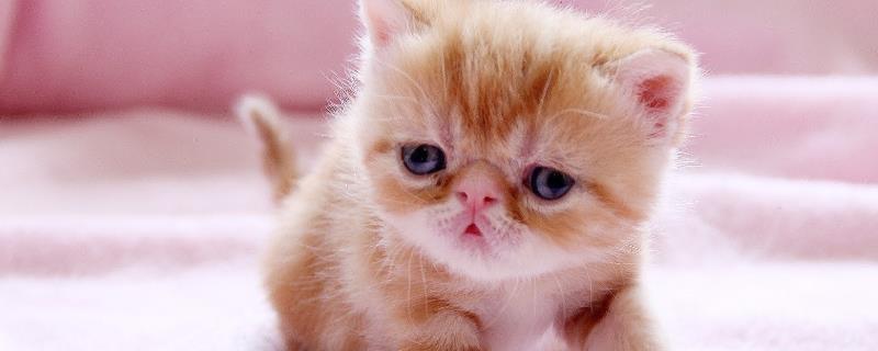 猫耳朵里面黑色的泥是什么