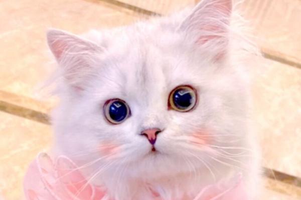 猫耳朵里面黑色的泥是什么，可能是耳朵污垢