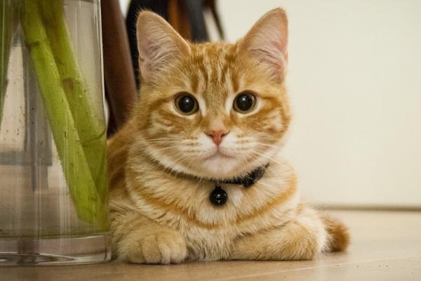 猫耳朵里面黑色的泥是什么，可能是耳朵污垢