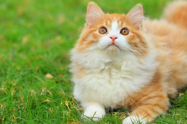 猫耳朵里面黑色的泥是什么，可能是耳朵污垢