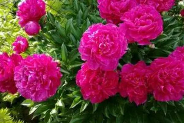芍药花有什么花语，花语是依依惜别、难舍难分