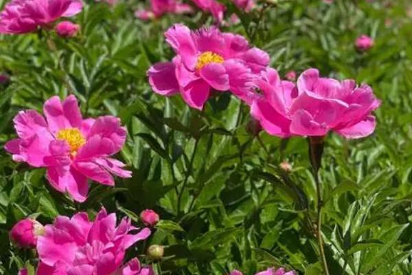 芍药花有什么花语，花语是依依惜别、难舍难分